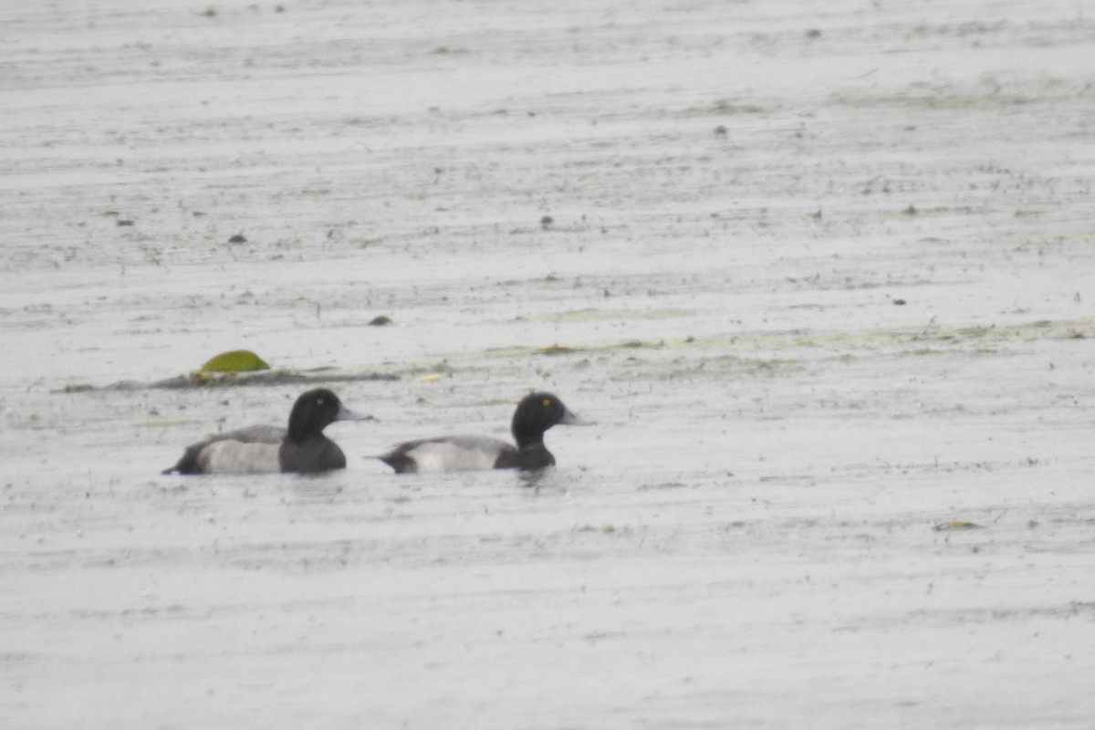 Greater Scaup - ML482933891