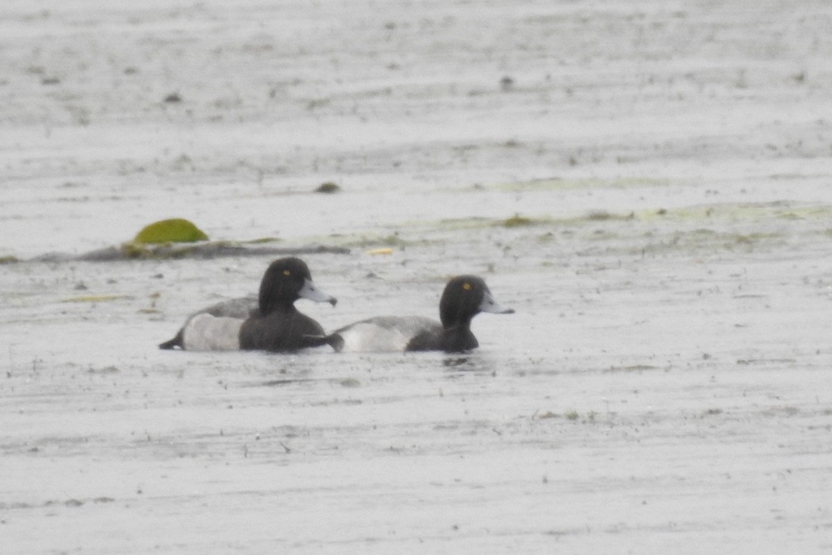 Greater Scaup - ML482933901