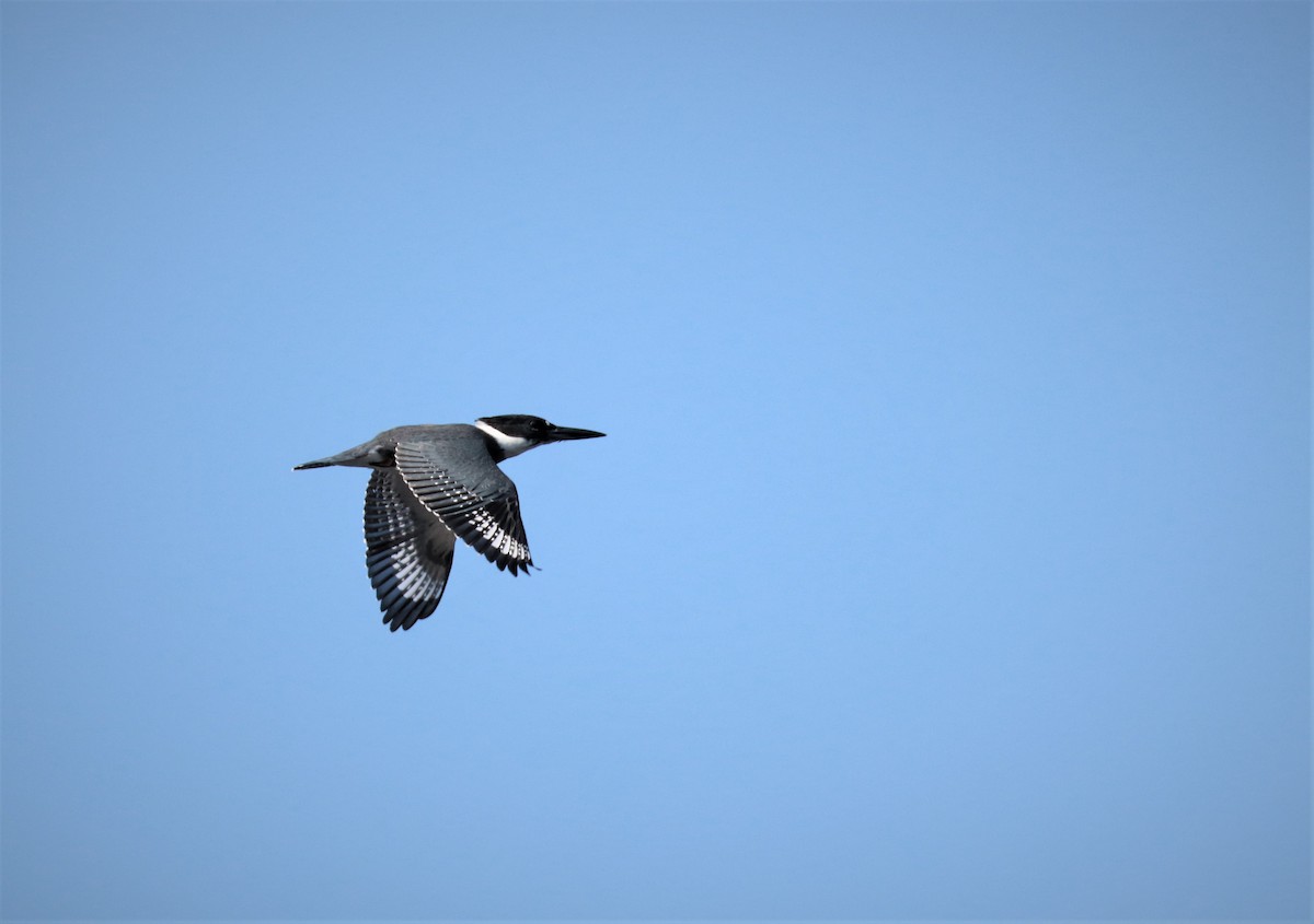Belted Kingfisher - ML482934681
