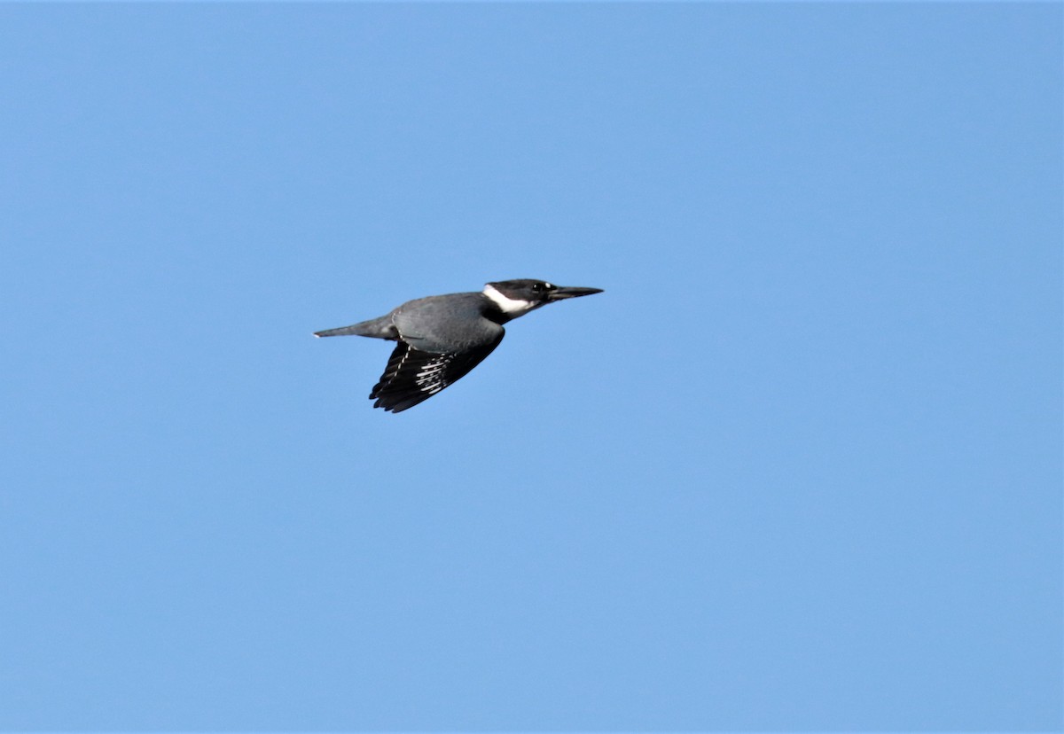 Belted Kingfisher - ML482934691