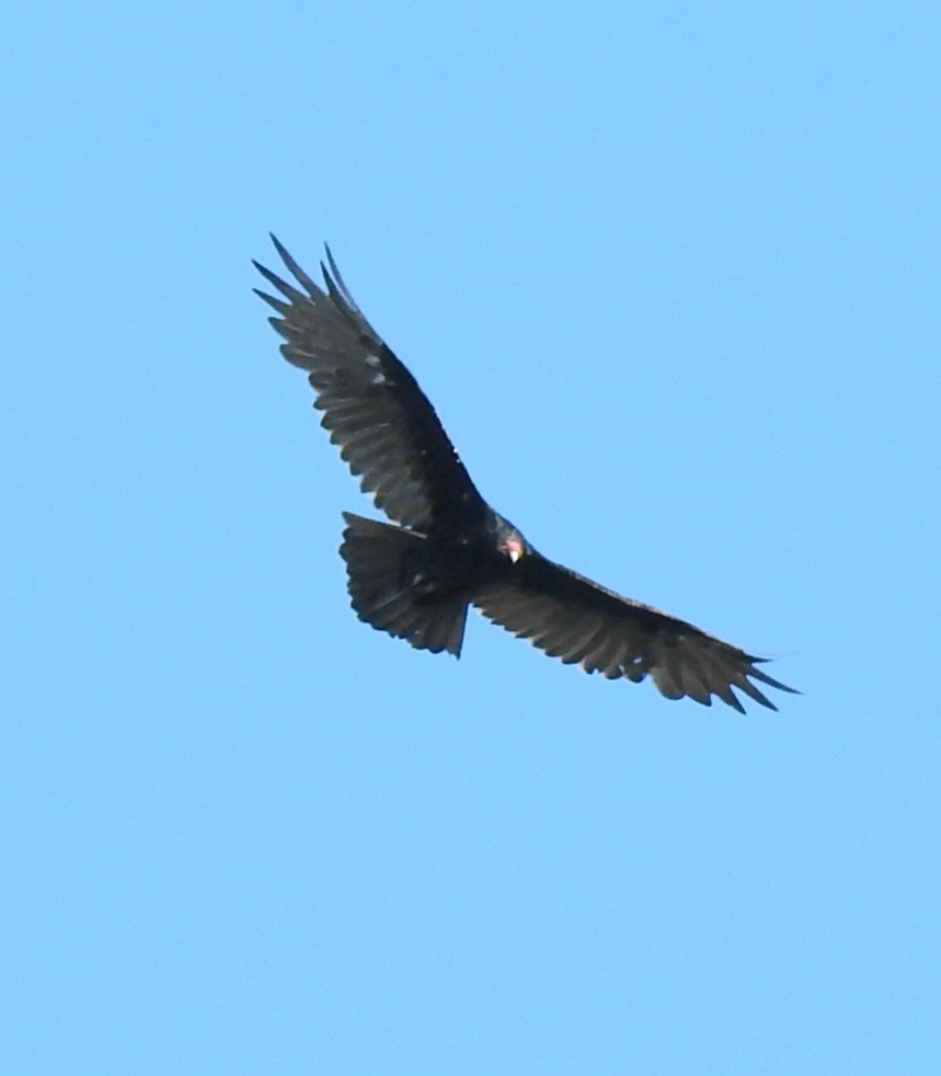Turkey Vulture - ML482935191