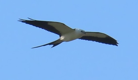 Swallow-tailed Kite - ML482939151