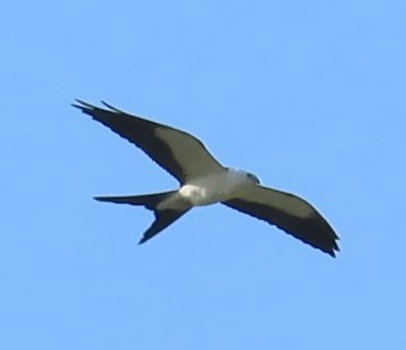 Swallow-tailed Kite - ML482939161