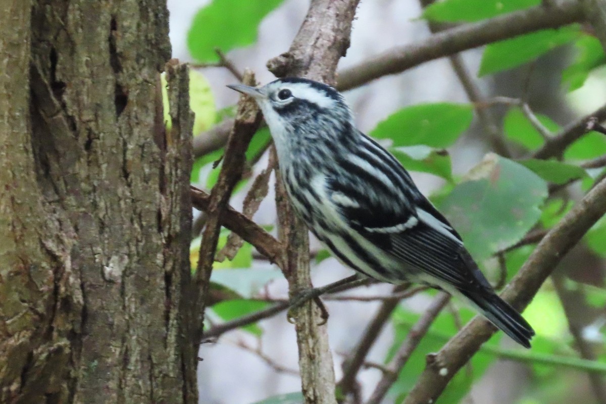 Black-and-white Warbler - ML482940901