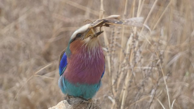 Lilac-breasted Roller - ML482952171