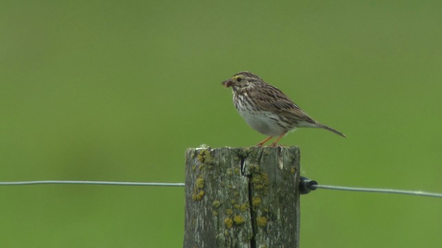 Savannah Sparrow - ML482956