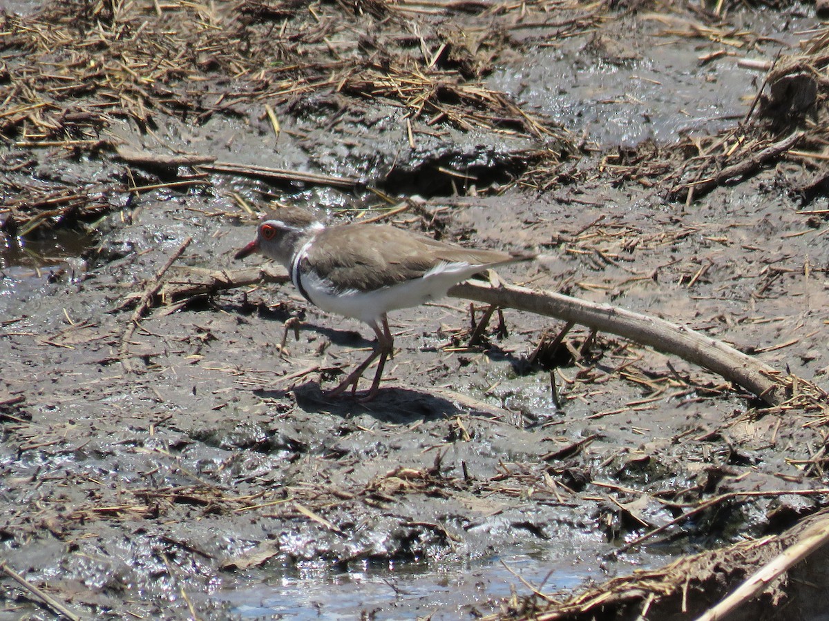 Three-banded Plover - ML482958941