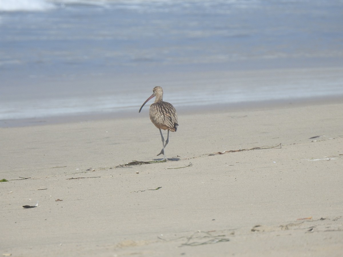 Whimbrel - Jane Orbuch