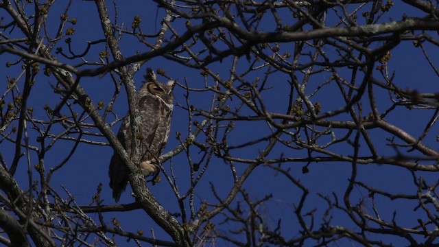 Great Horned Owl - ML482970