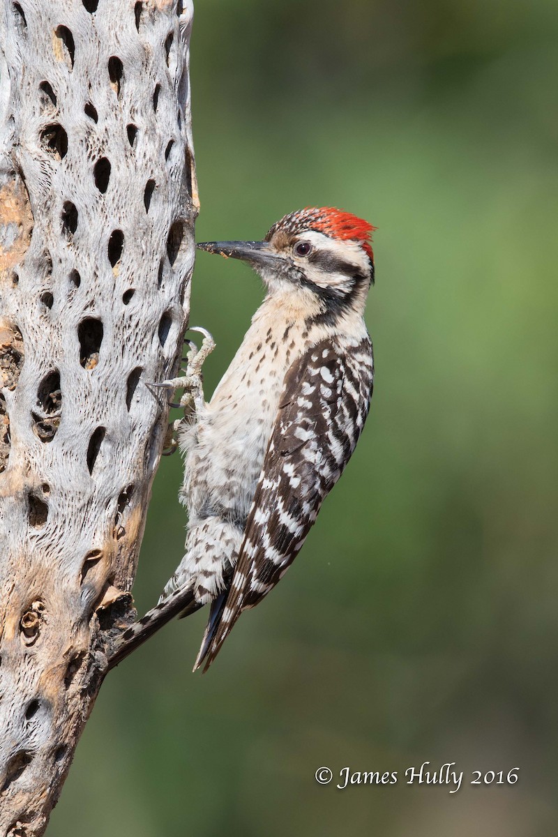 Ladder-backed Woodpecker - Jim Hully