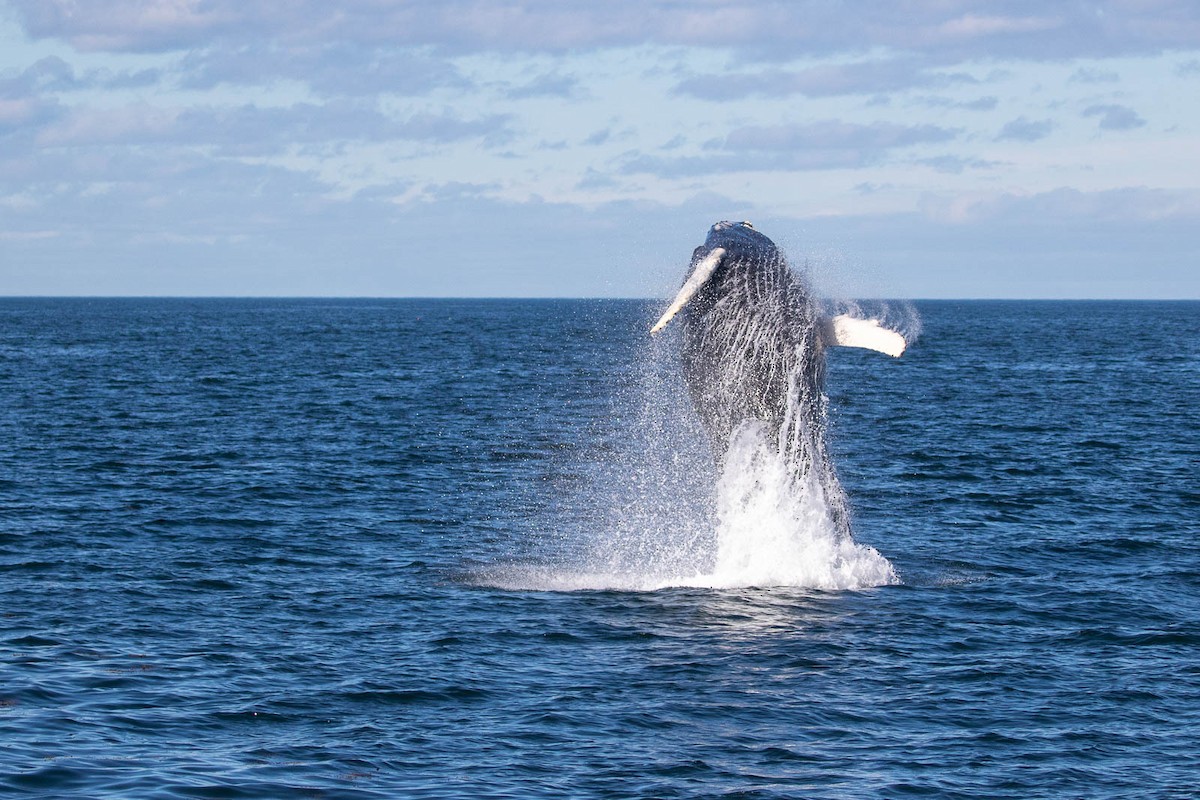 Humpback Whale - ML482971661