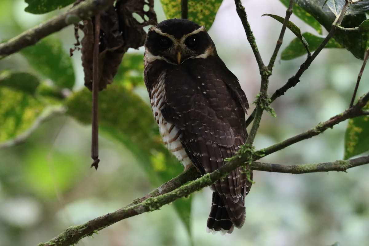 Band-bellied Owl - ML482972431