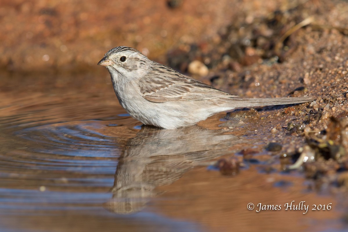Brewer's Sparrow - Jim Hully