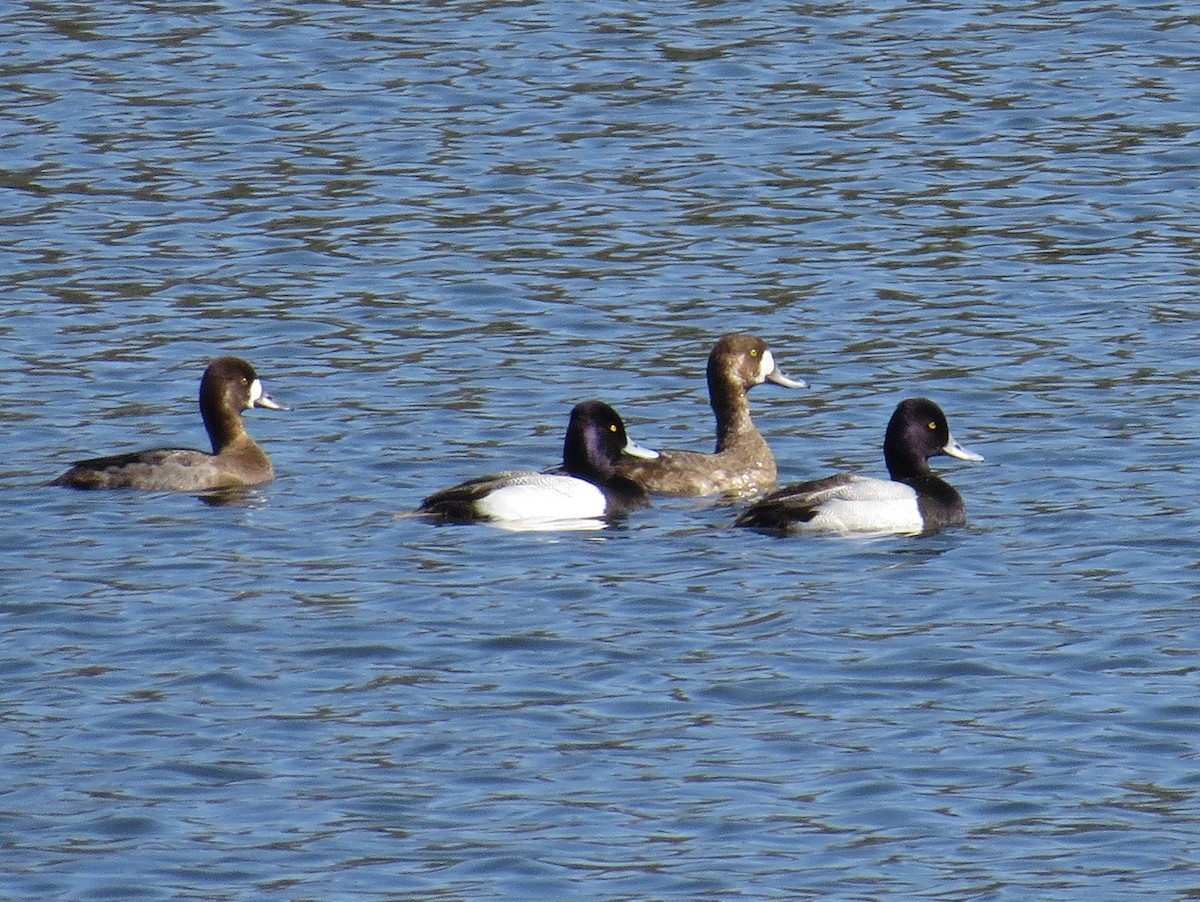 Greater Scaup - ML48297791