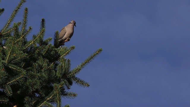 Eurasian Collared-Dove - ML482978