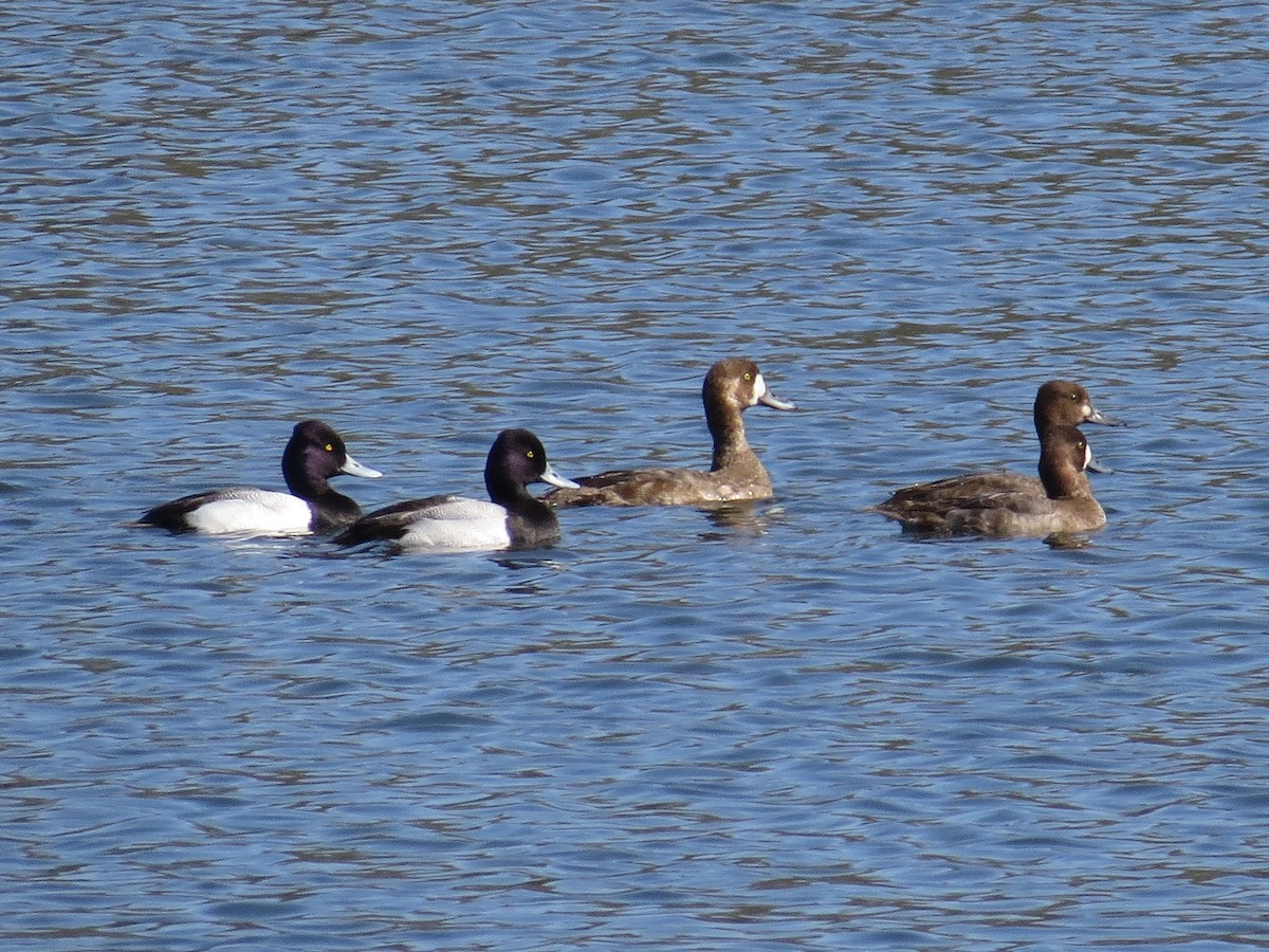 Greater Scaup - ML48297811