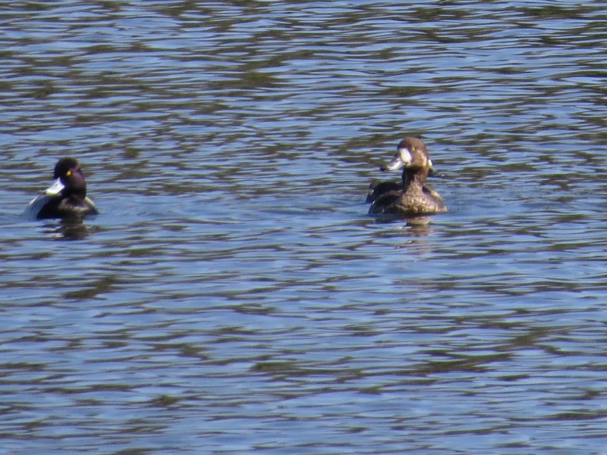 Greater Scaup - ML48297821