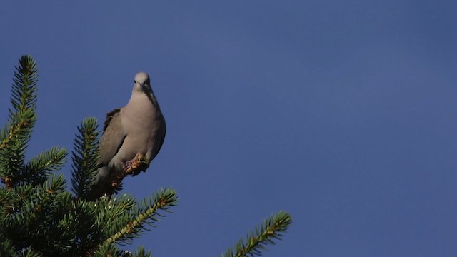 Eurasian Collared-Dove - ML482979