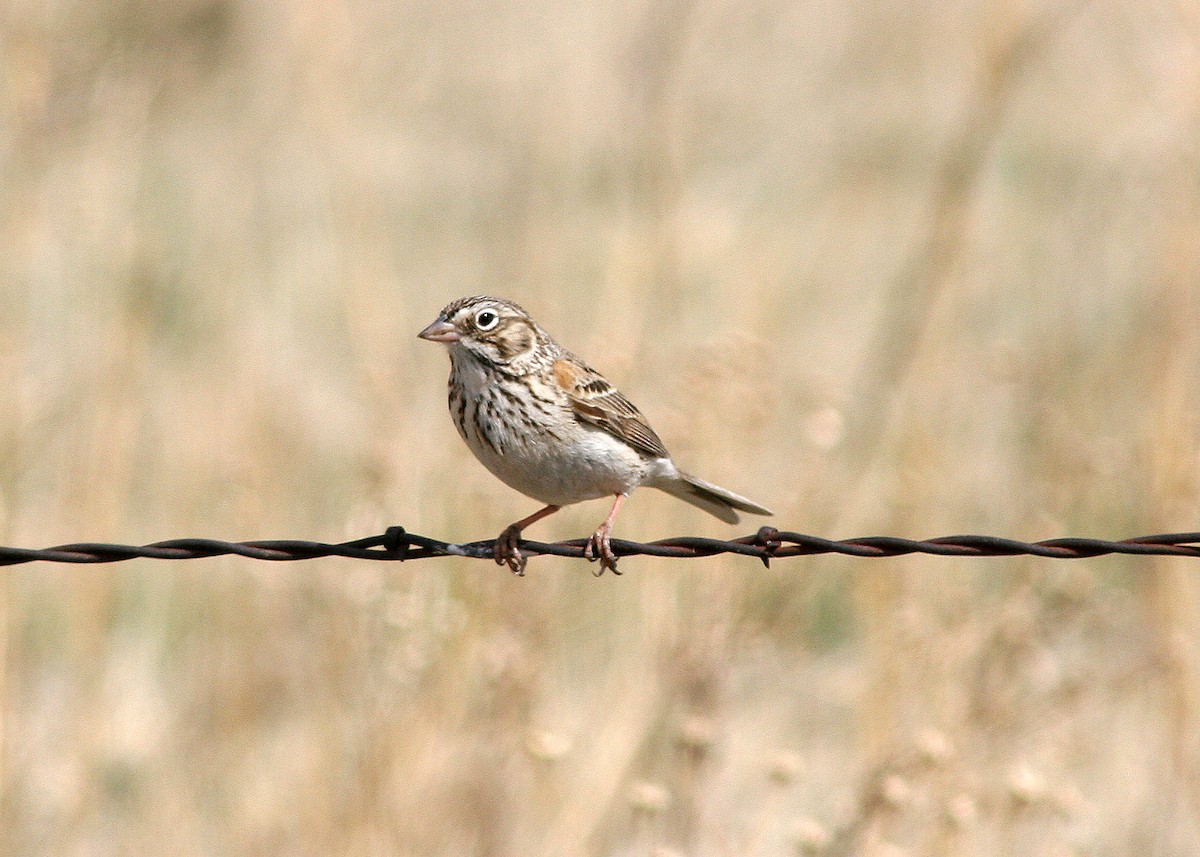 Vesper Sparrow - Noreen Baker