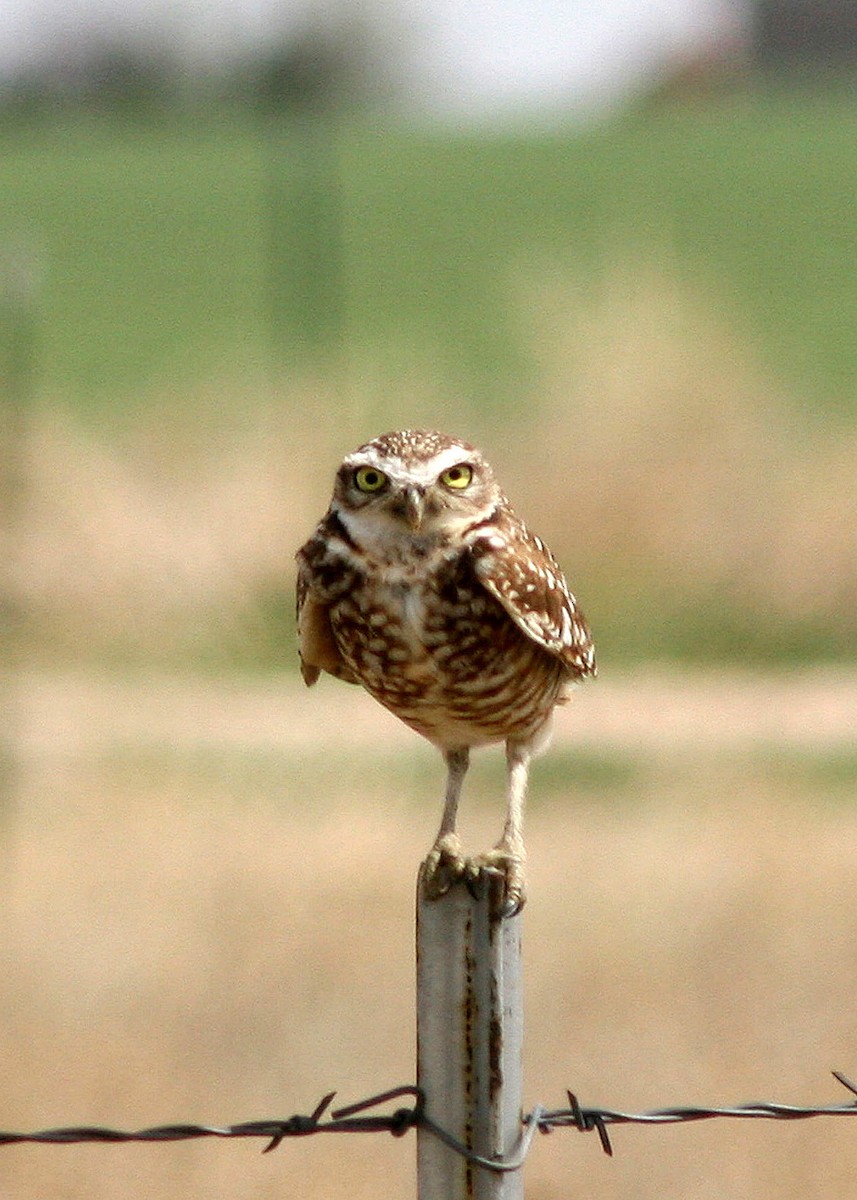 Burrowing Owl - Noreen Baker