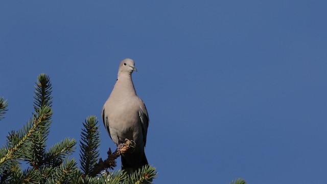 Eurasian Collared-Dove - ML482981