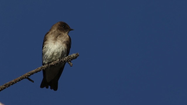 Northern Rough-winged Swallow (Northern) - ML482982