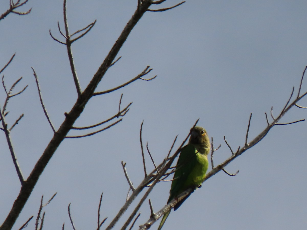 Brown-throated Parakeet - ML482984331