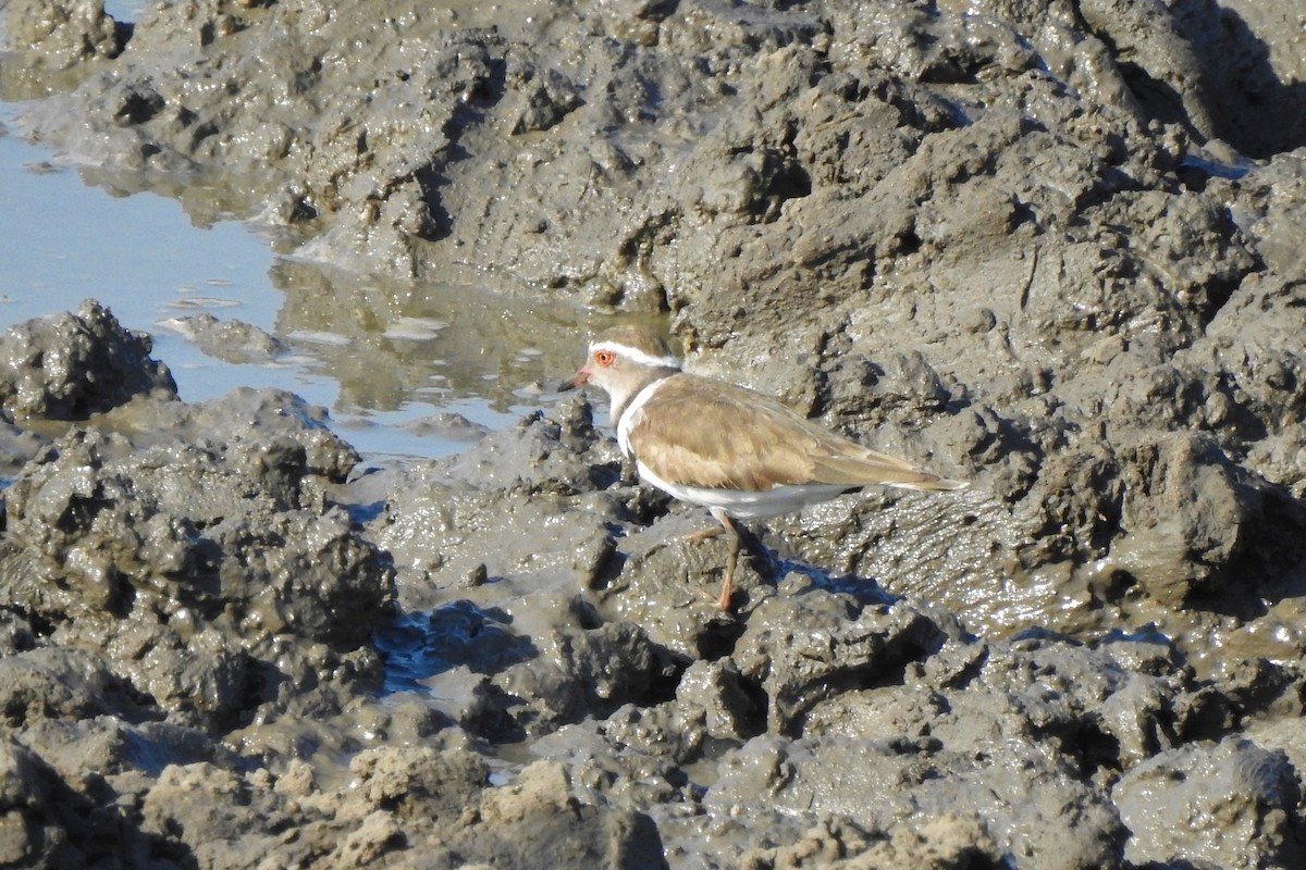 Three-banded Plover - ML482987871
