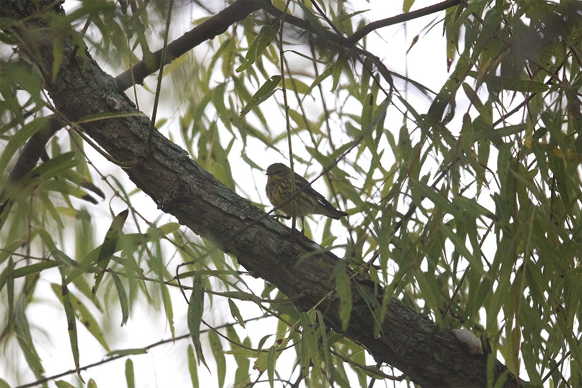 Cape May Warbler - ML482992691