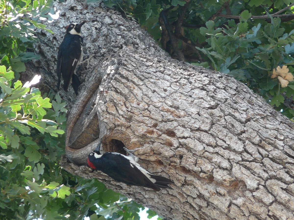 Acorn Woodpecker - ML48299351