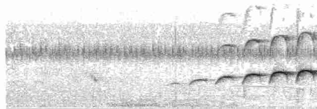 Large-tailed Antshrike - ML482997121