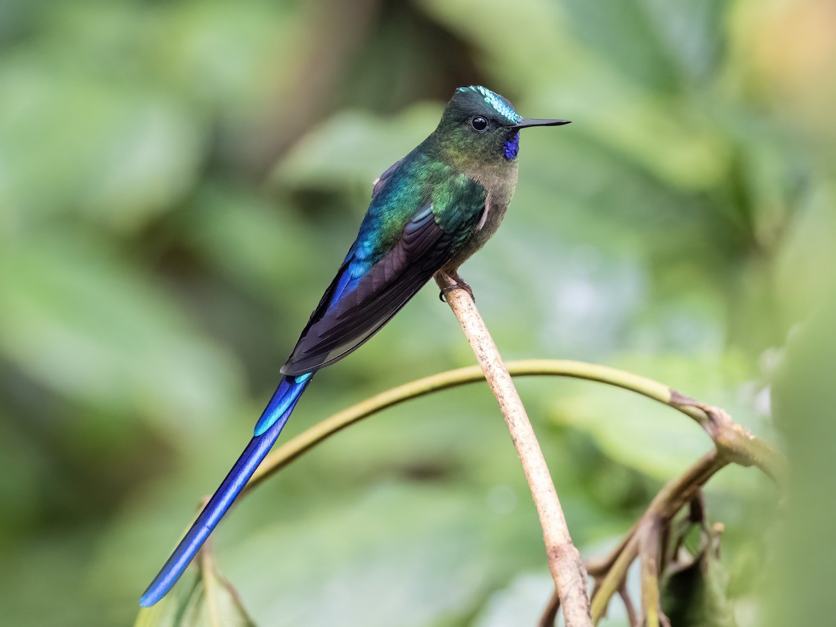 Violet-tailed Sylph - ML483004011