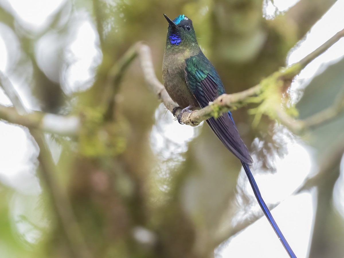 Violet-tailed Sylph - ML483004281