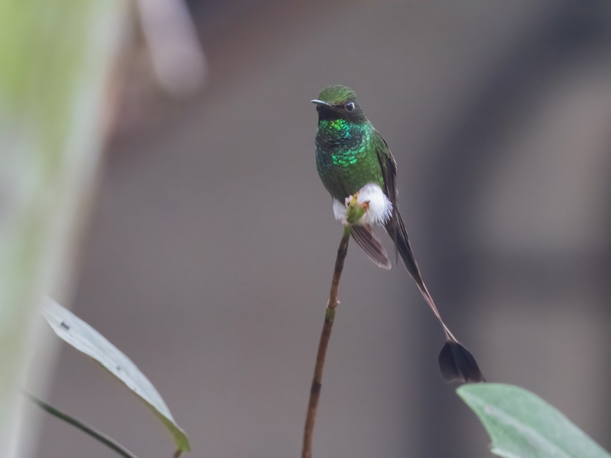 White-booted Racket-tail - ML483005561