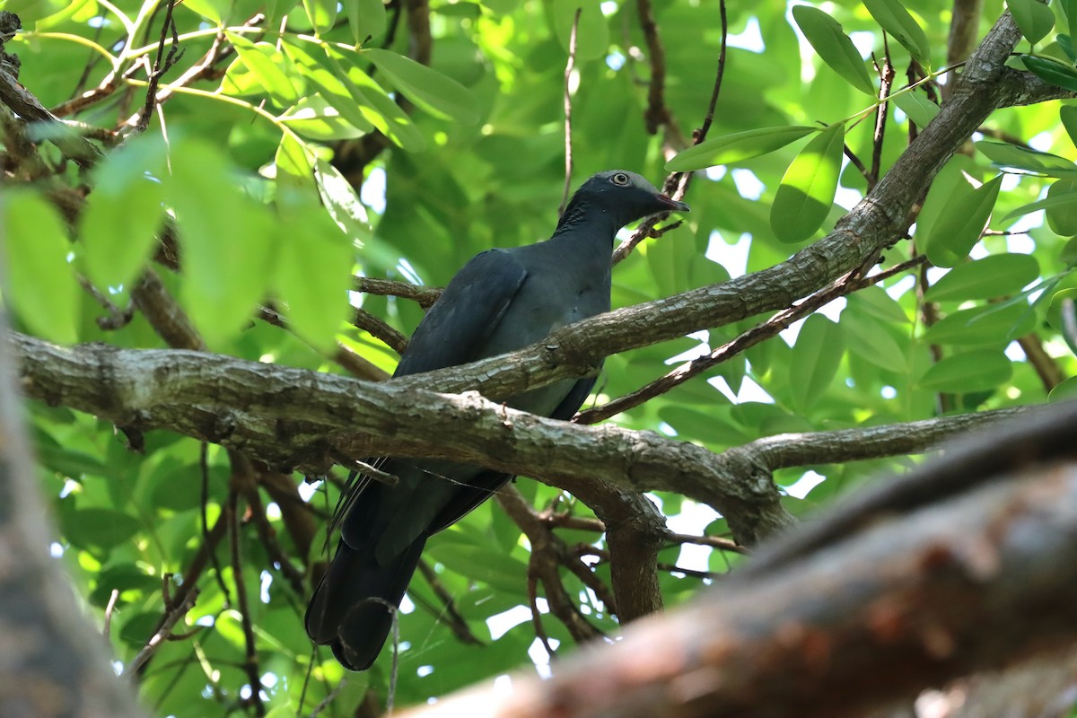 White-crowned Pigeon - ML483007481