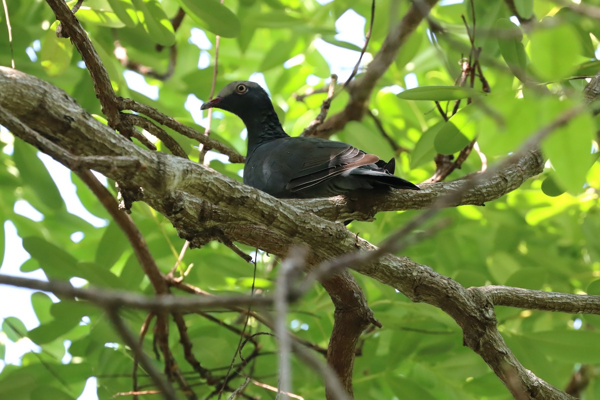 White-crowned Pigeon - ML483007541