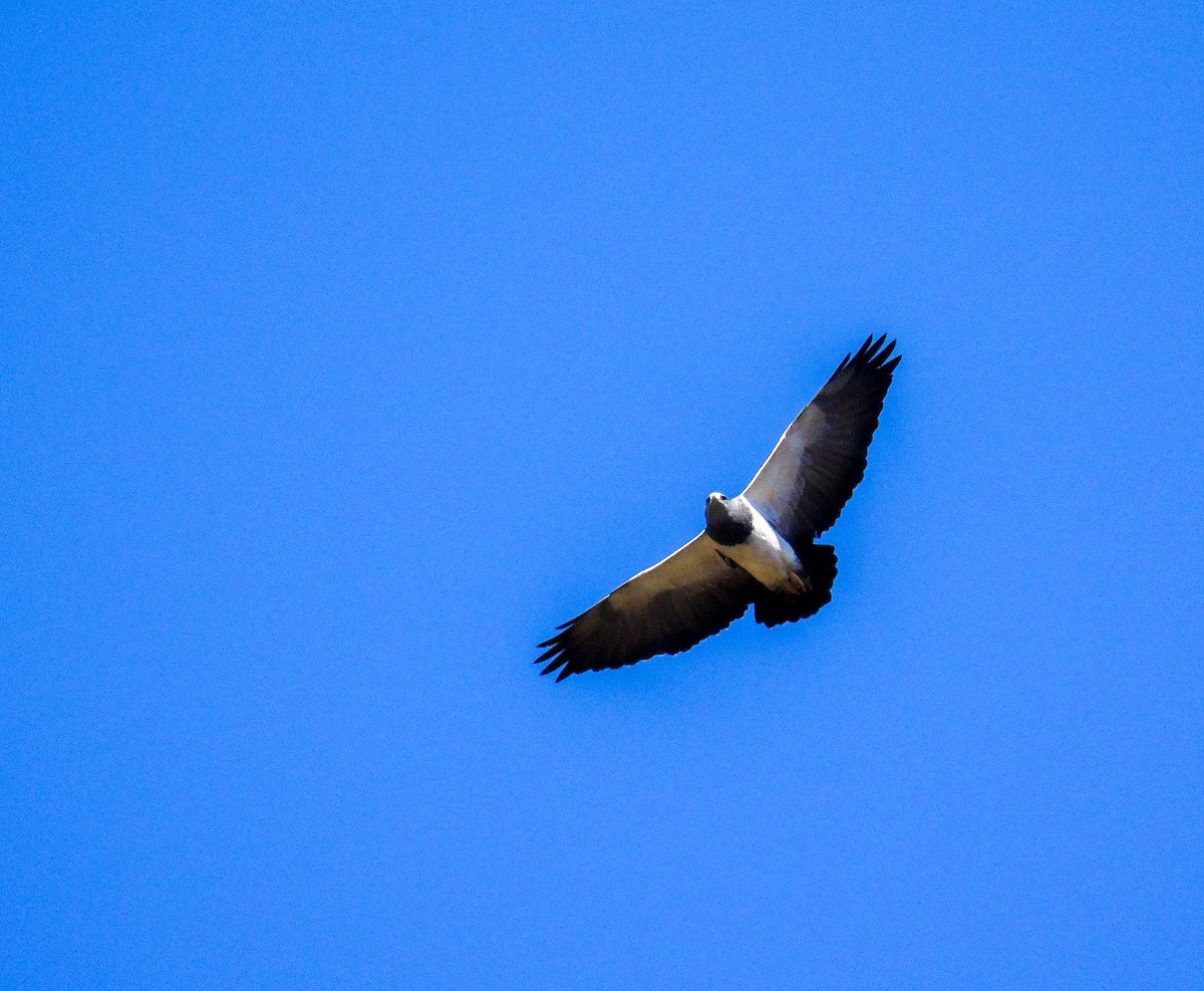 Black-chested Buzzard-Eagle - Venecia Herrera