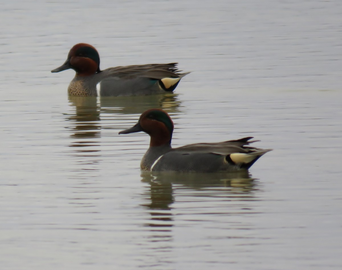 Green-winged Teal - ML48301071