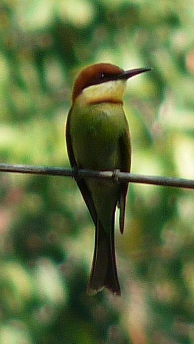 Chestnut-headed Bee-eater - ML48301441