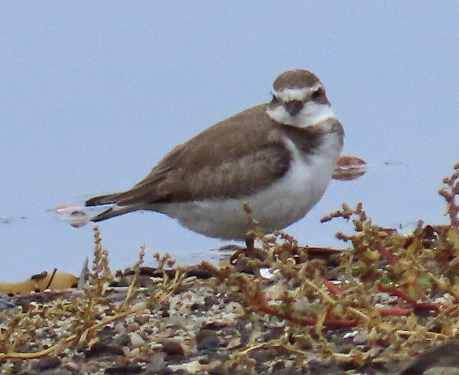 Semipalmated Plover - ML483014441