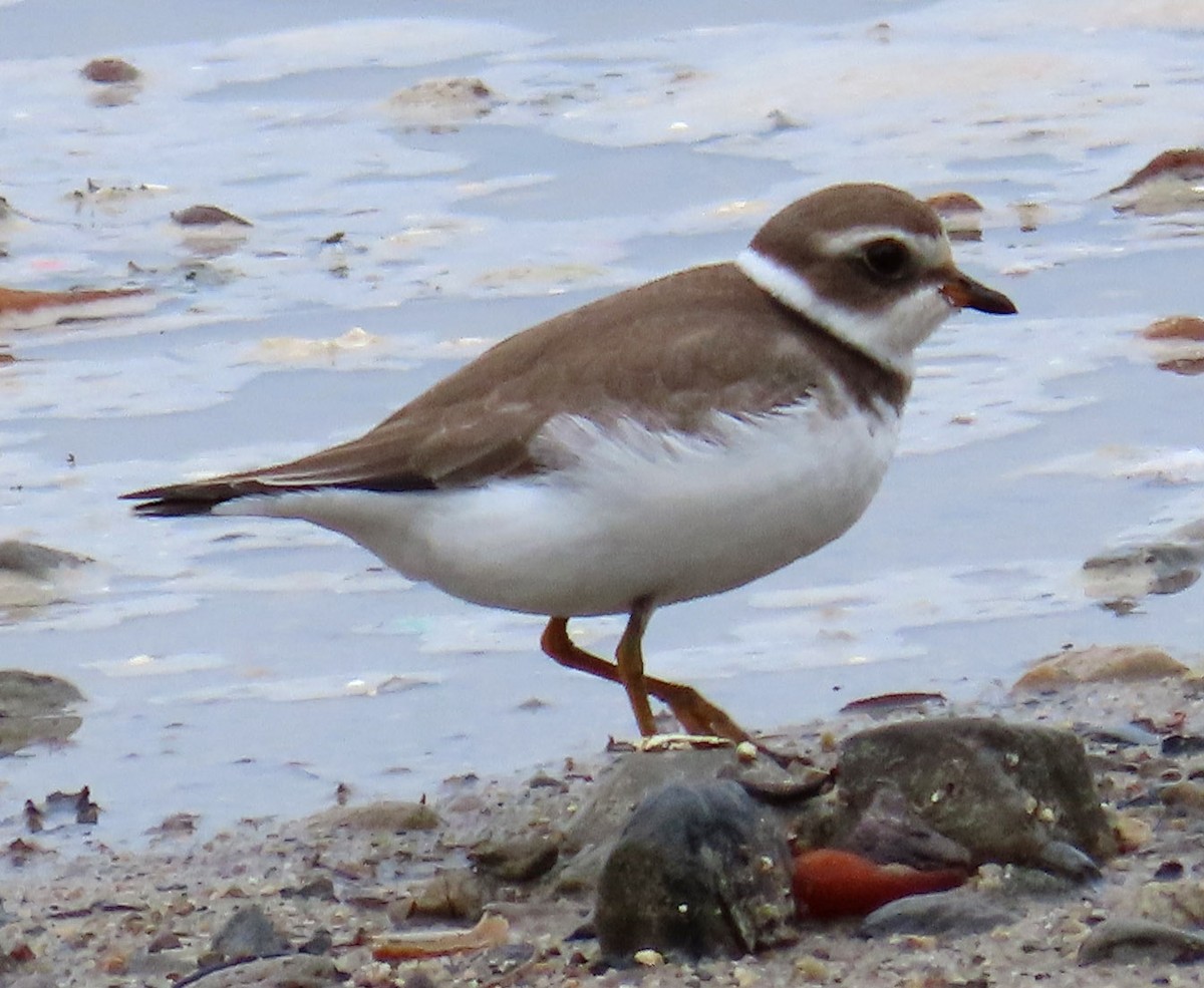 Semipalmated Plover - ML483014511