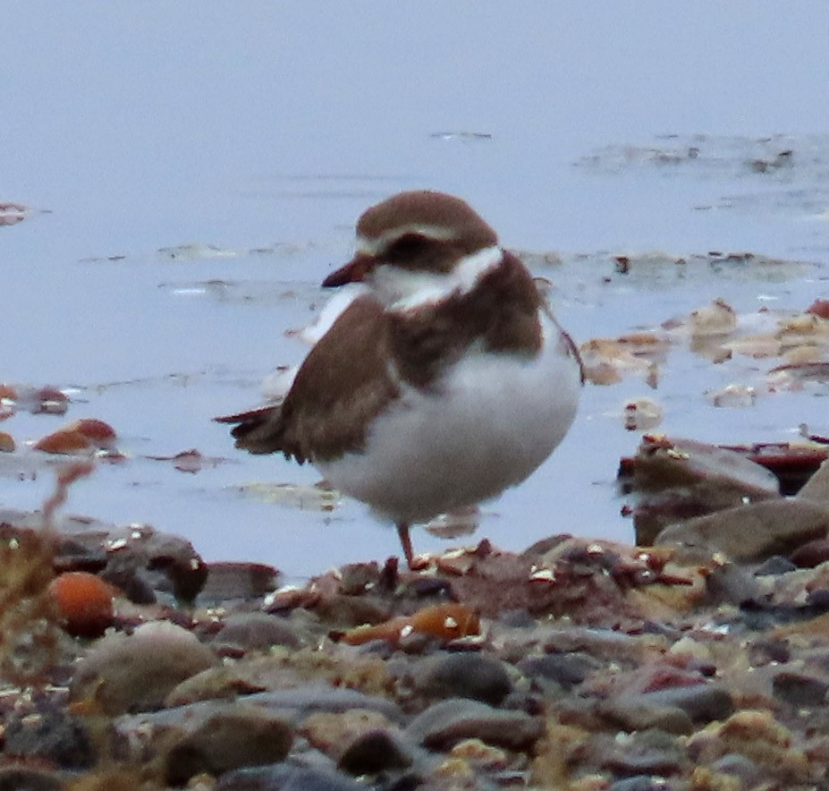 Semipalmated Plover - ML483014521