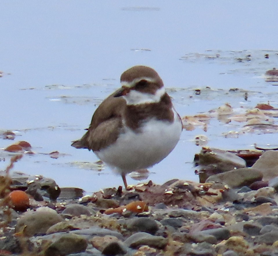 Semipalmated Plover - ML483014621