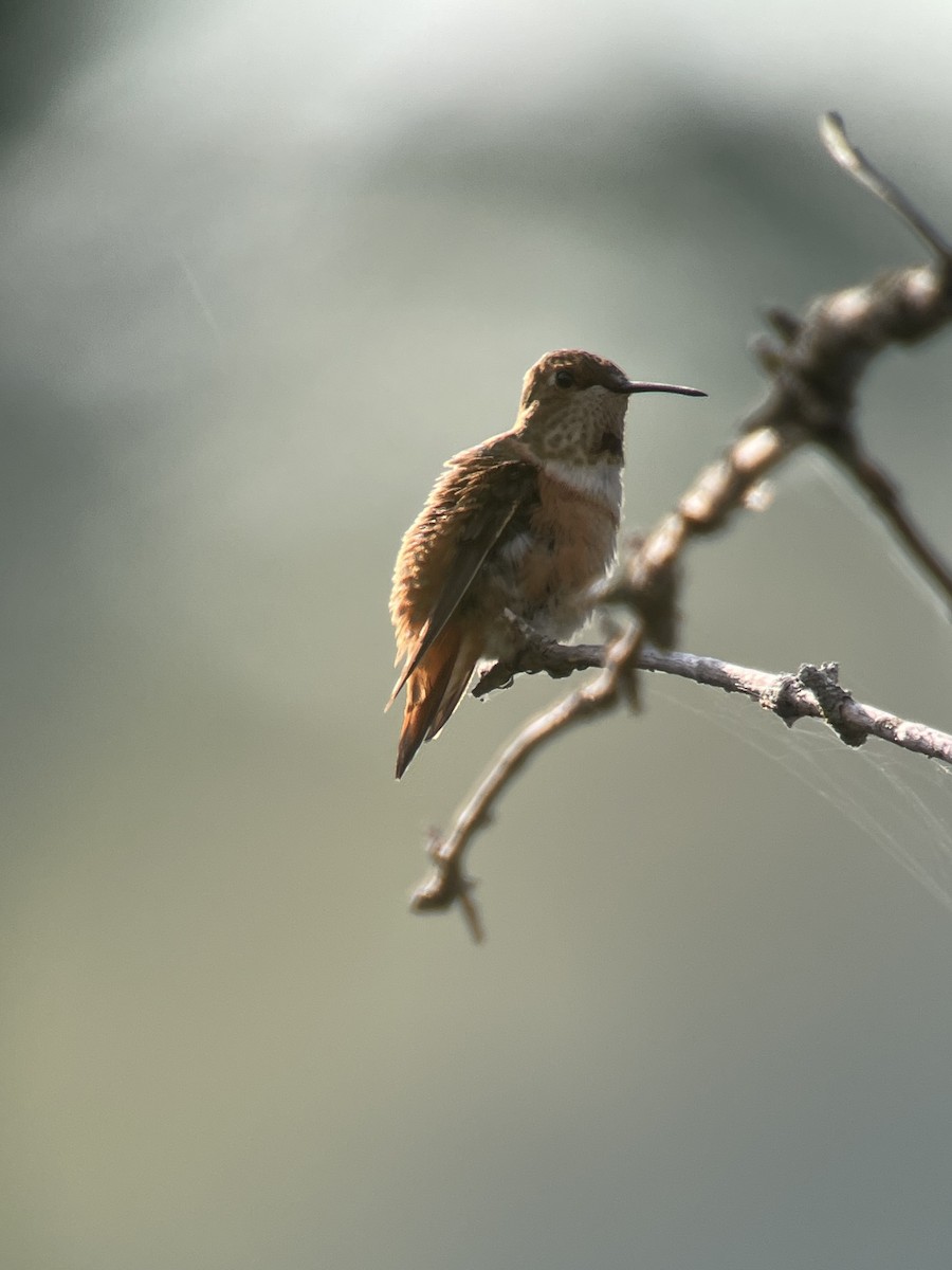 Rufous Hummingbird - ML483014971