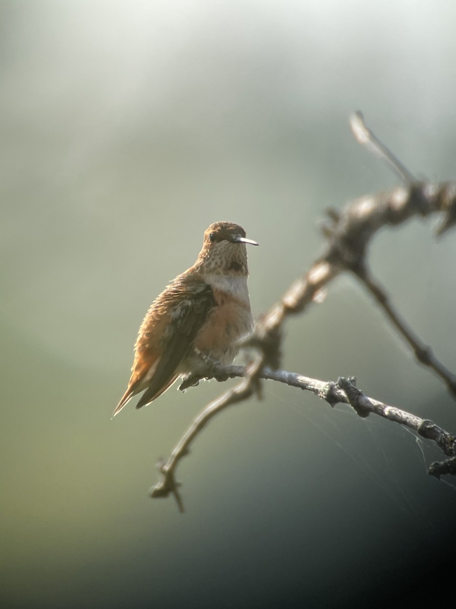 Rufous Hummingbird - ML483014991