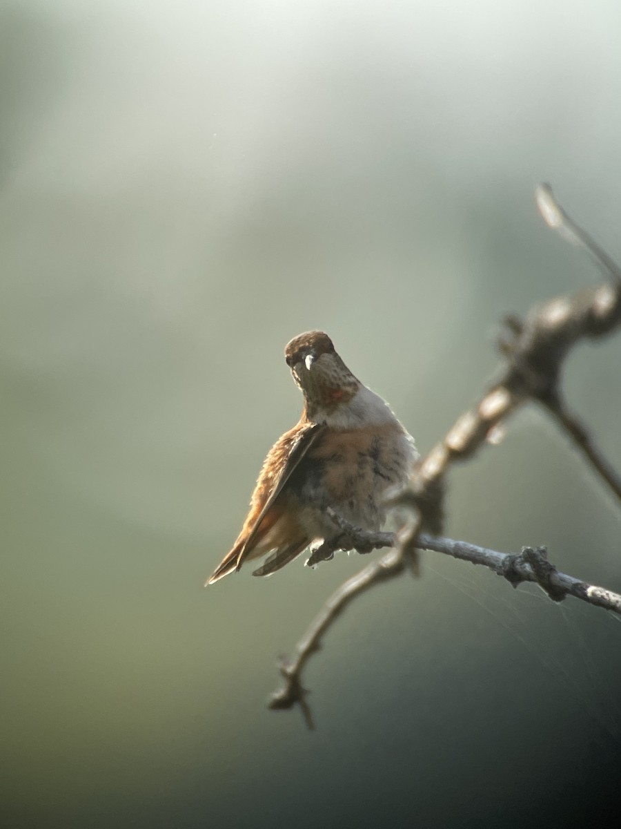 Rufous Hummingbird - ML483015001