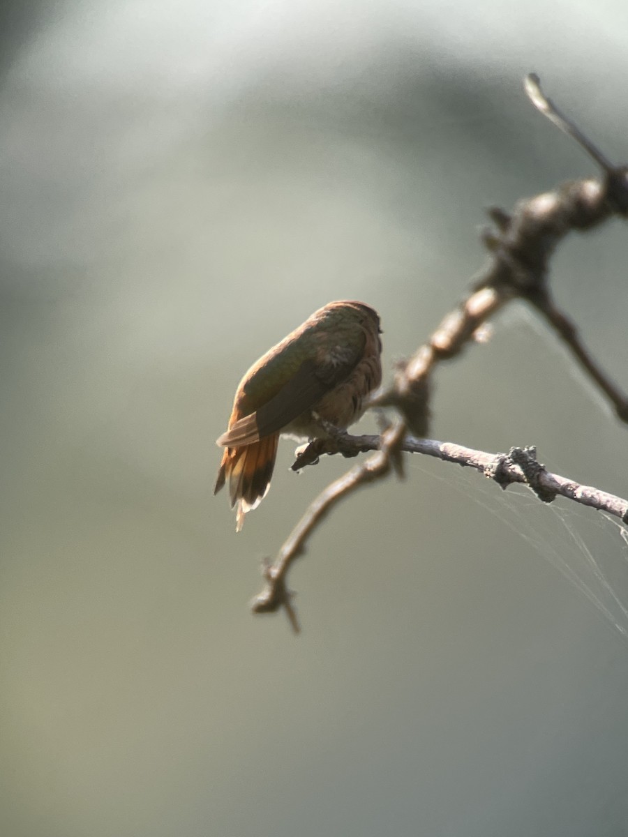 Rufous Hummingbird - Ira Blau