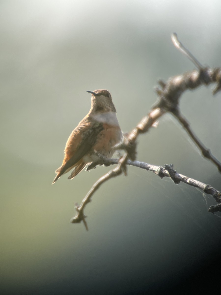 Rufous Hummingbird - ML483015031