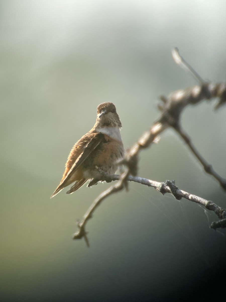 Rufous Hummingbird - ML483015051
