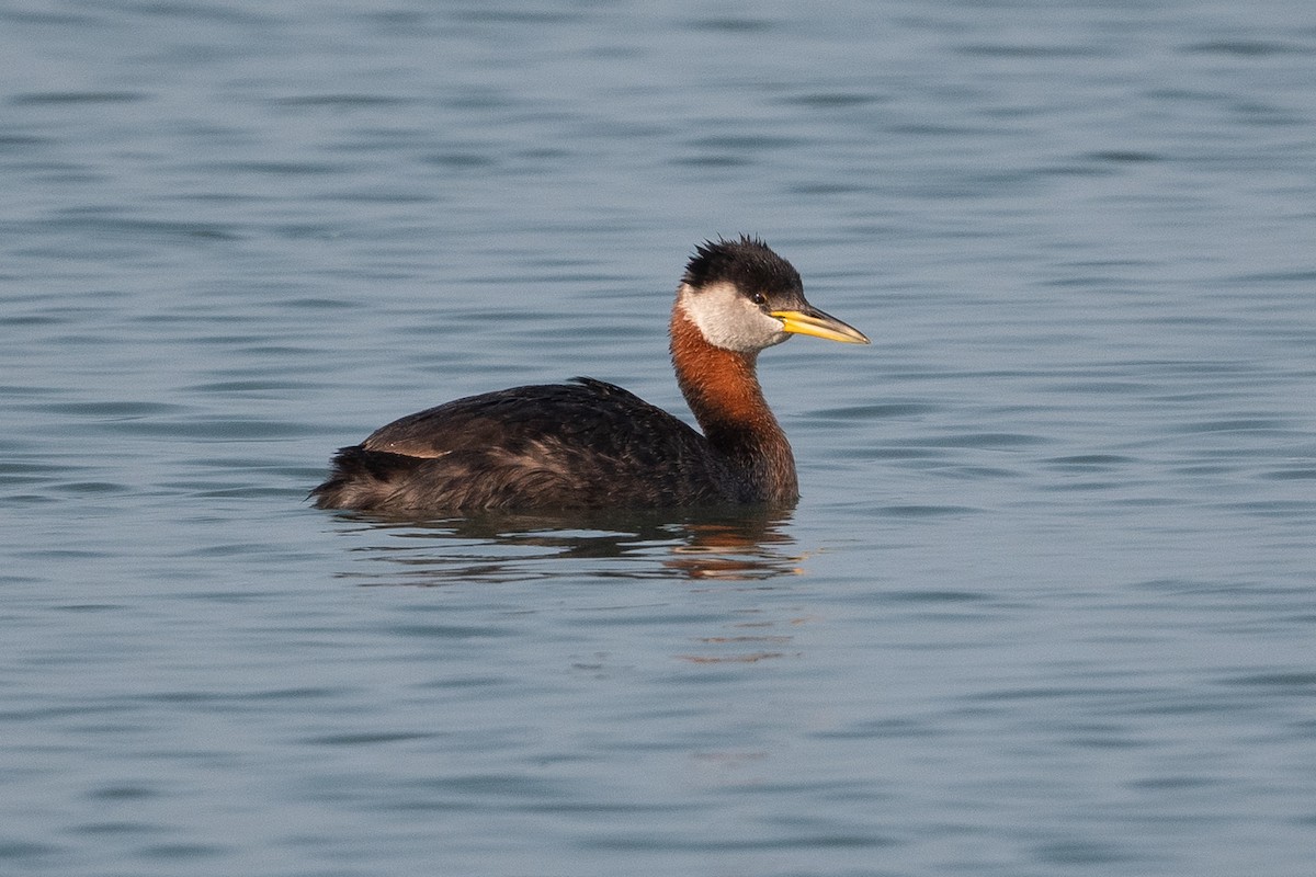 Red-necked Grebe - ML483017691